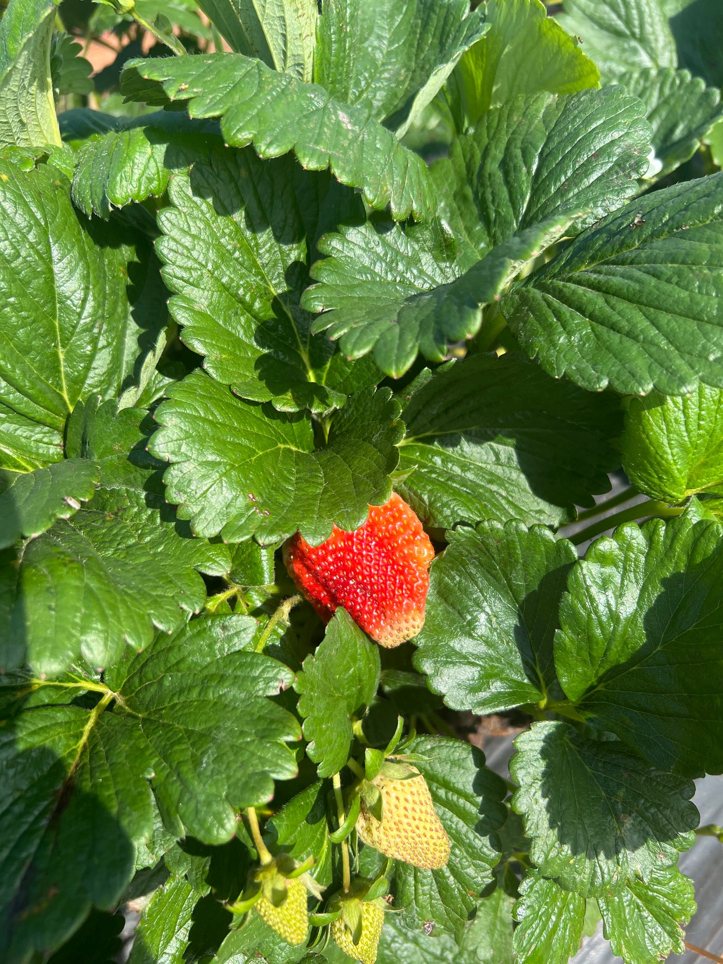 Strawberry Blossom Fruit Snacks